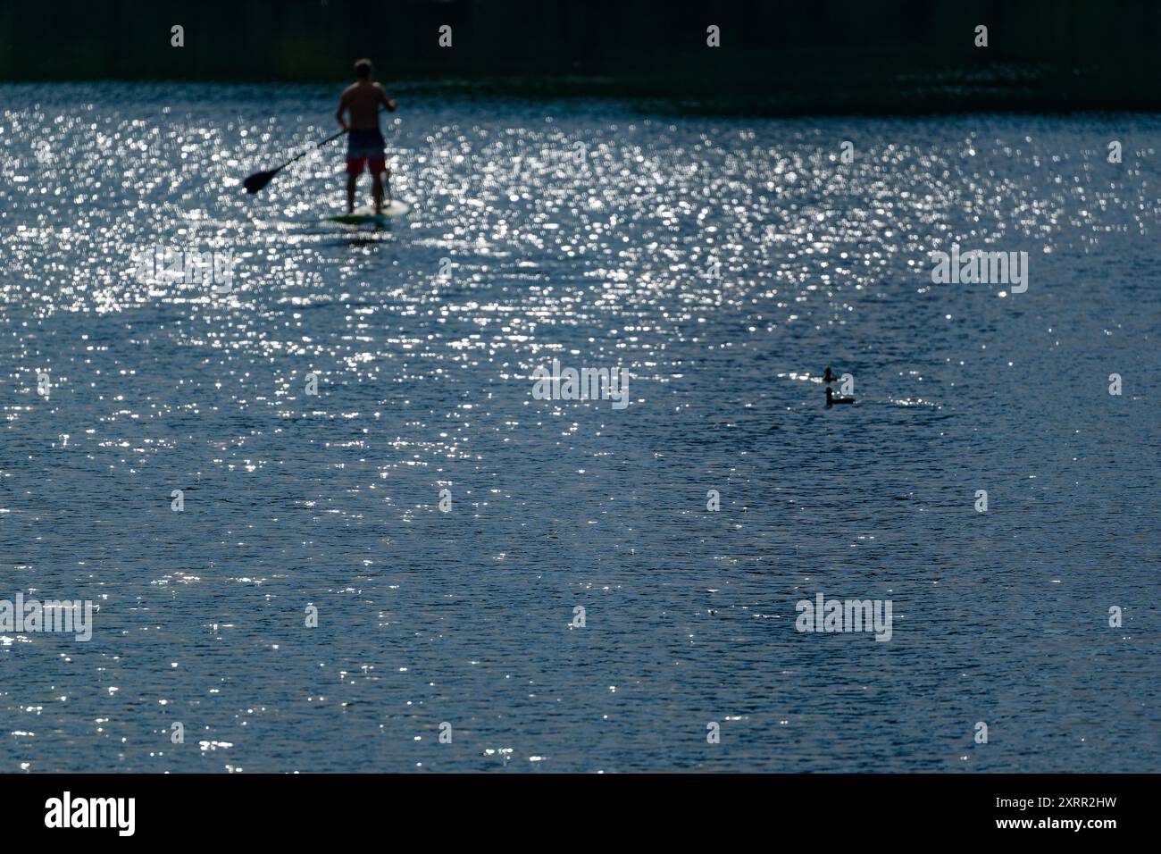 Colonia, Germania. 12 agosto 2024. Un uomo e un cane stanno cavalcando una bacheca in piedi sul Fühlinger SEE. Credito: Henning Kaiser/dpa/Alamy Live News Foto Stock