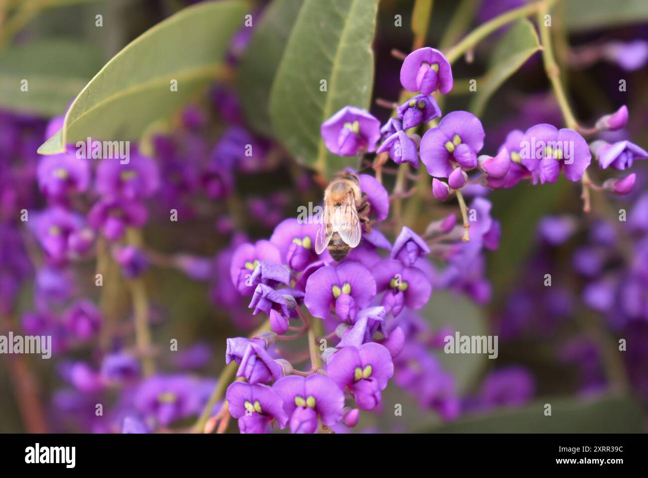 Miele di api che raccolgono polline da vigne di fiori di pisello viola Foto Stock