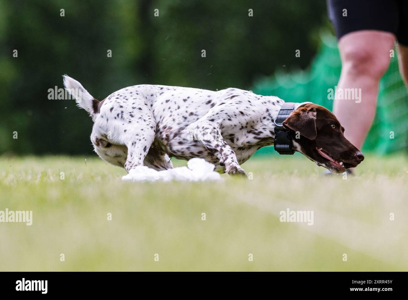 Tedesco Shorthaired Pointer Dog Running Lure Course dog sport Foto Stock