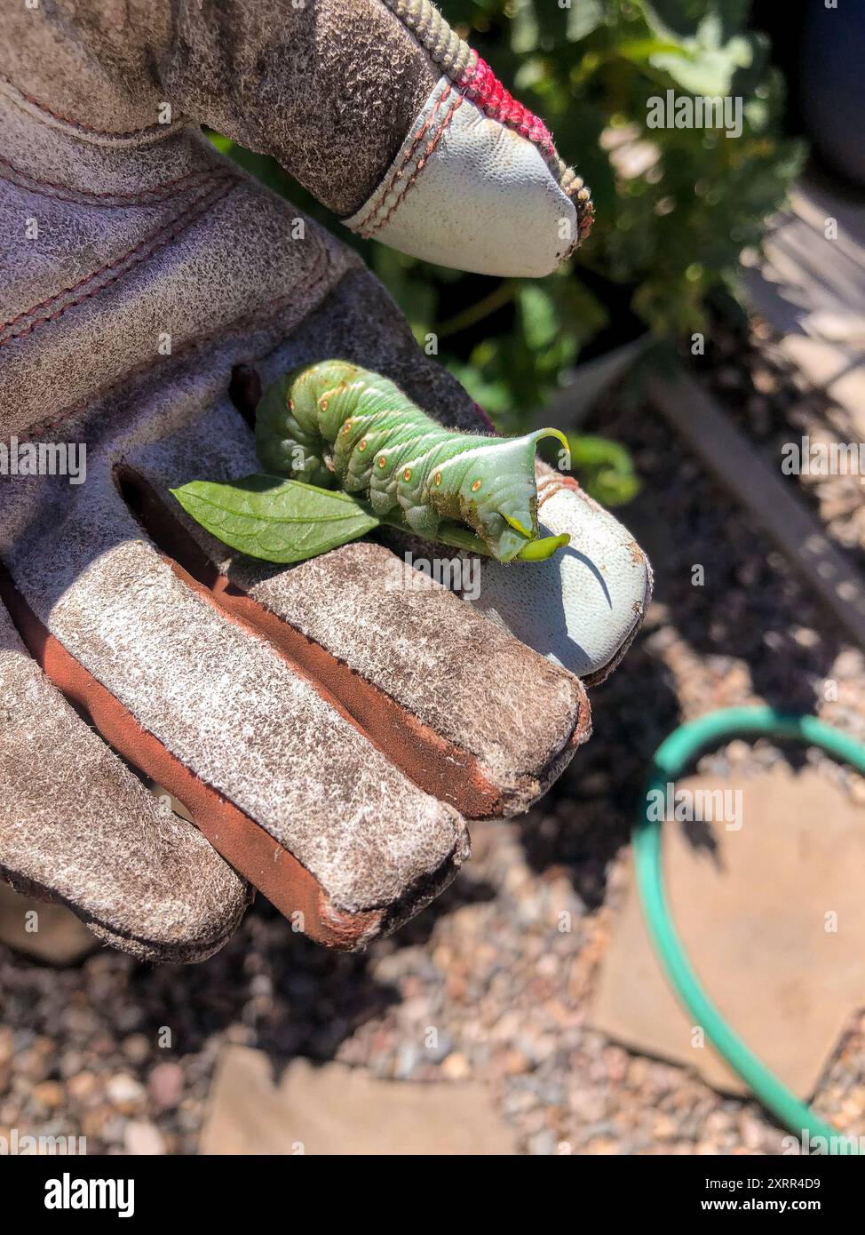 Mano con guanti che reggono un grande bruco verde su una foglia Foto Stock