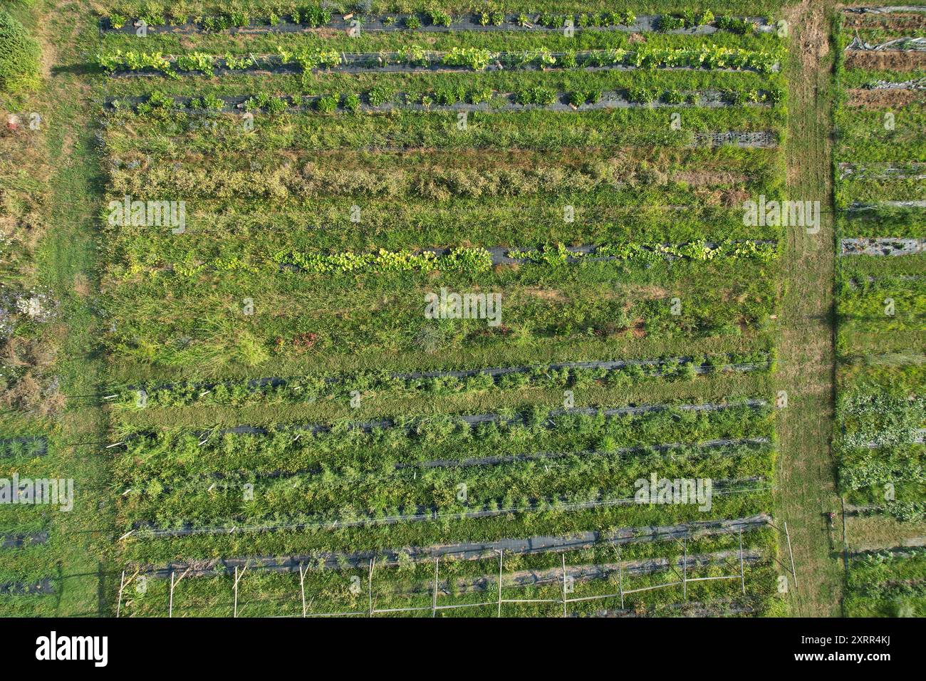 Vista aerea di una piccola fattoria biologica che mostra i principi della permacultura Foto Stock