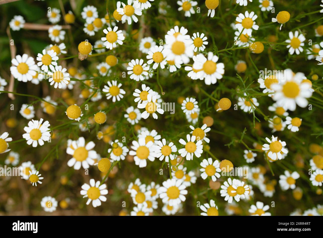 Roman Chamomile Daisies cresce in autunno Foto Stock