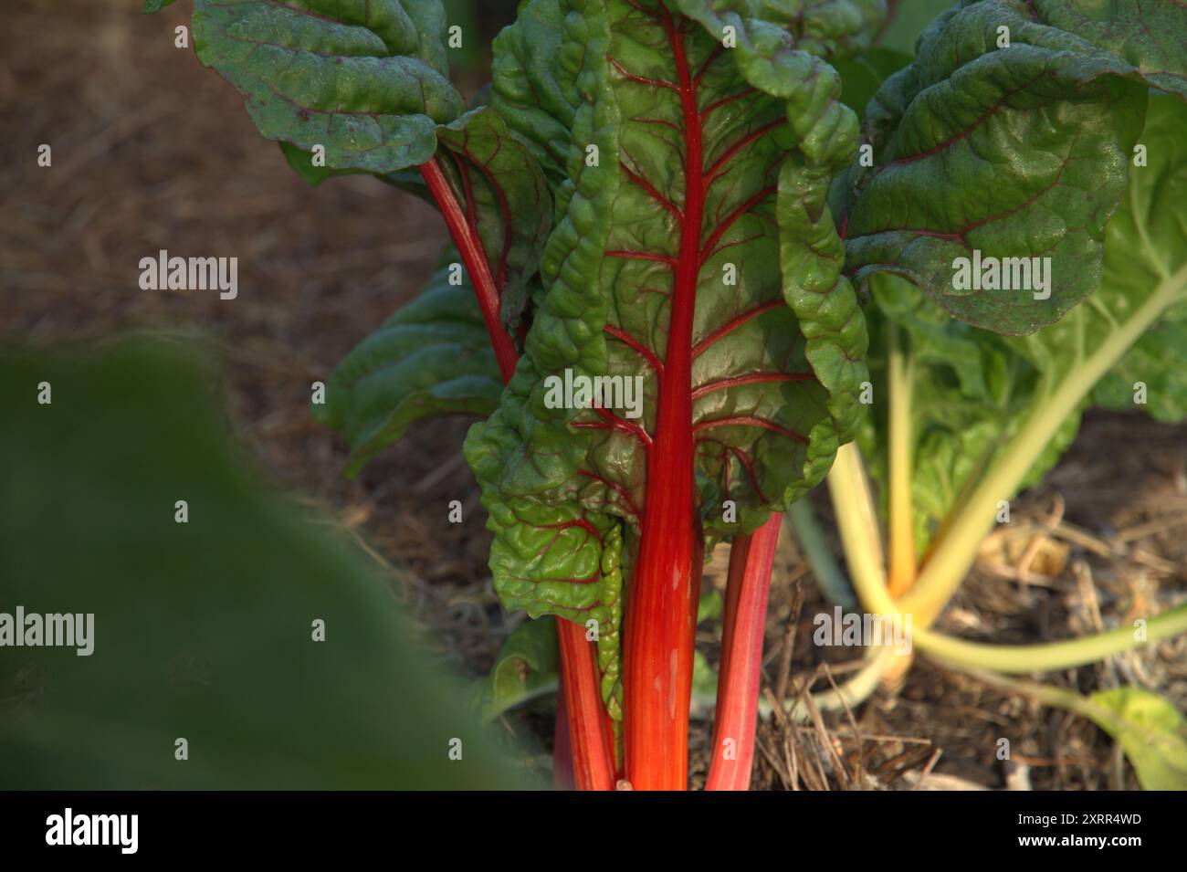 Barbabietola svizzera che cresce in un orto Foto Stock