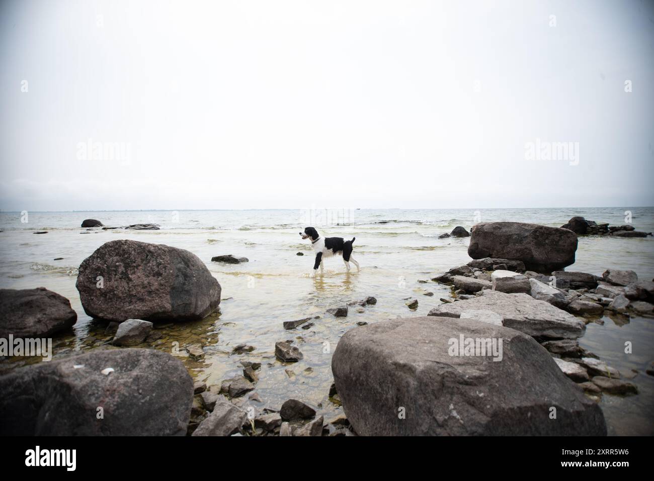 Spaniel Springer che cammina da solo nell'acqua tra le rocce Foto Stock