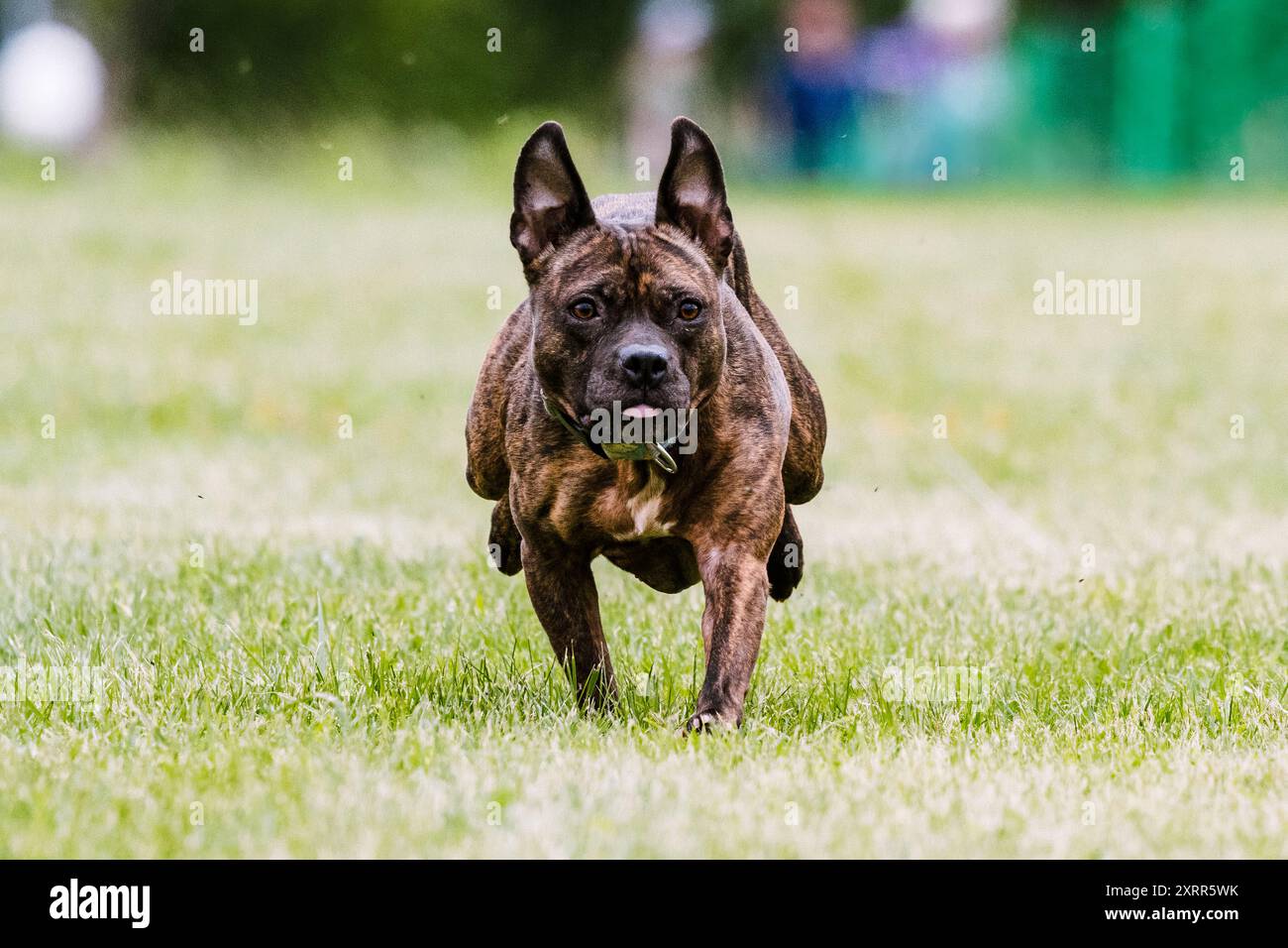 Pit Bull Mixed Breed Mutt Running Lure Course, sport per cani Foto Stock