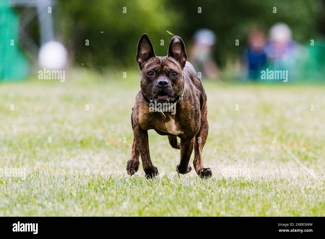 Pit Bull Mixed Breed Mutt Running Lure Course, sport per cani Foto Stock