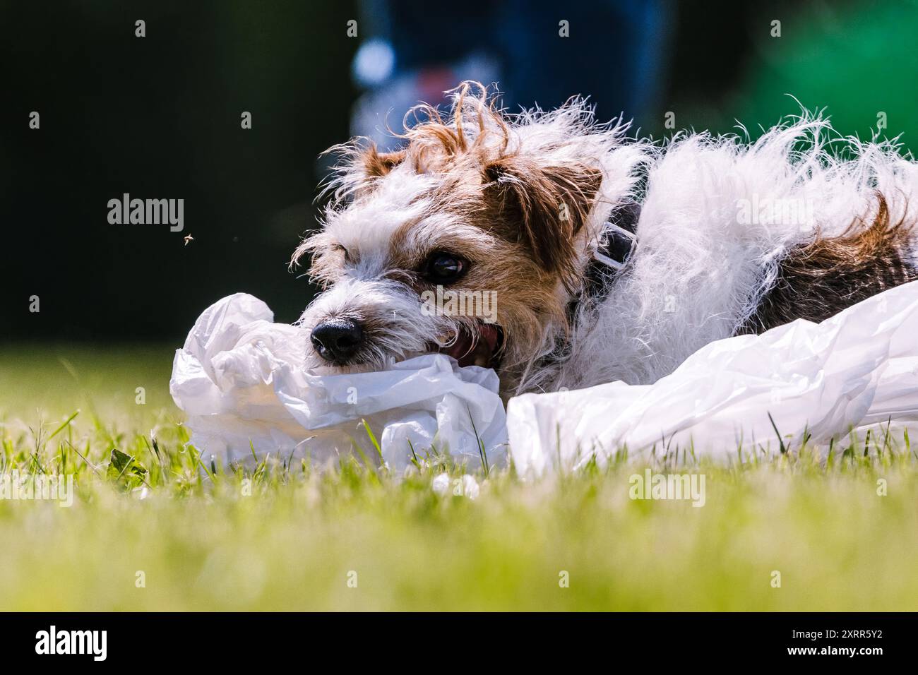 Il mutt Terrier Mixed Breed cattura un sacchetto di plastica in un sport per cani da corsa Foto Stock