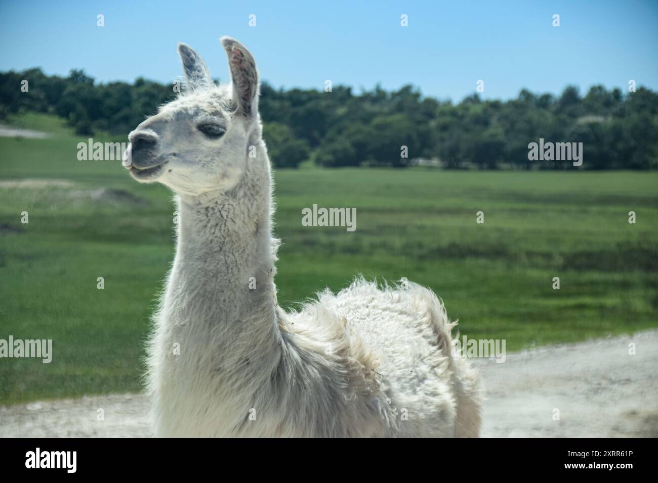 Lama bianca in piedi in un campo erboso sotto un cielo azzurro. Foto Stock