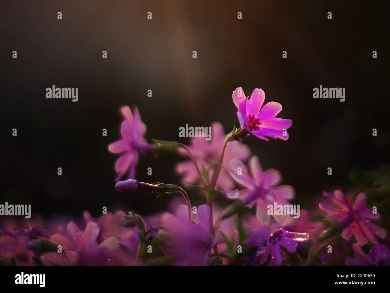 phlox rosa brillante alla luce calda del sole Foto Stock