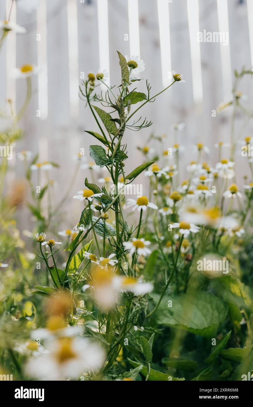 Unisci i venti delle erbe infestanti fino alla camomilla romana nel giardino del cortile Foto Stock