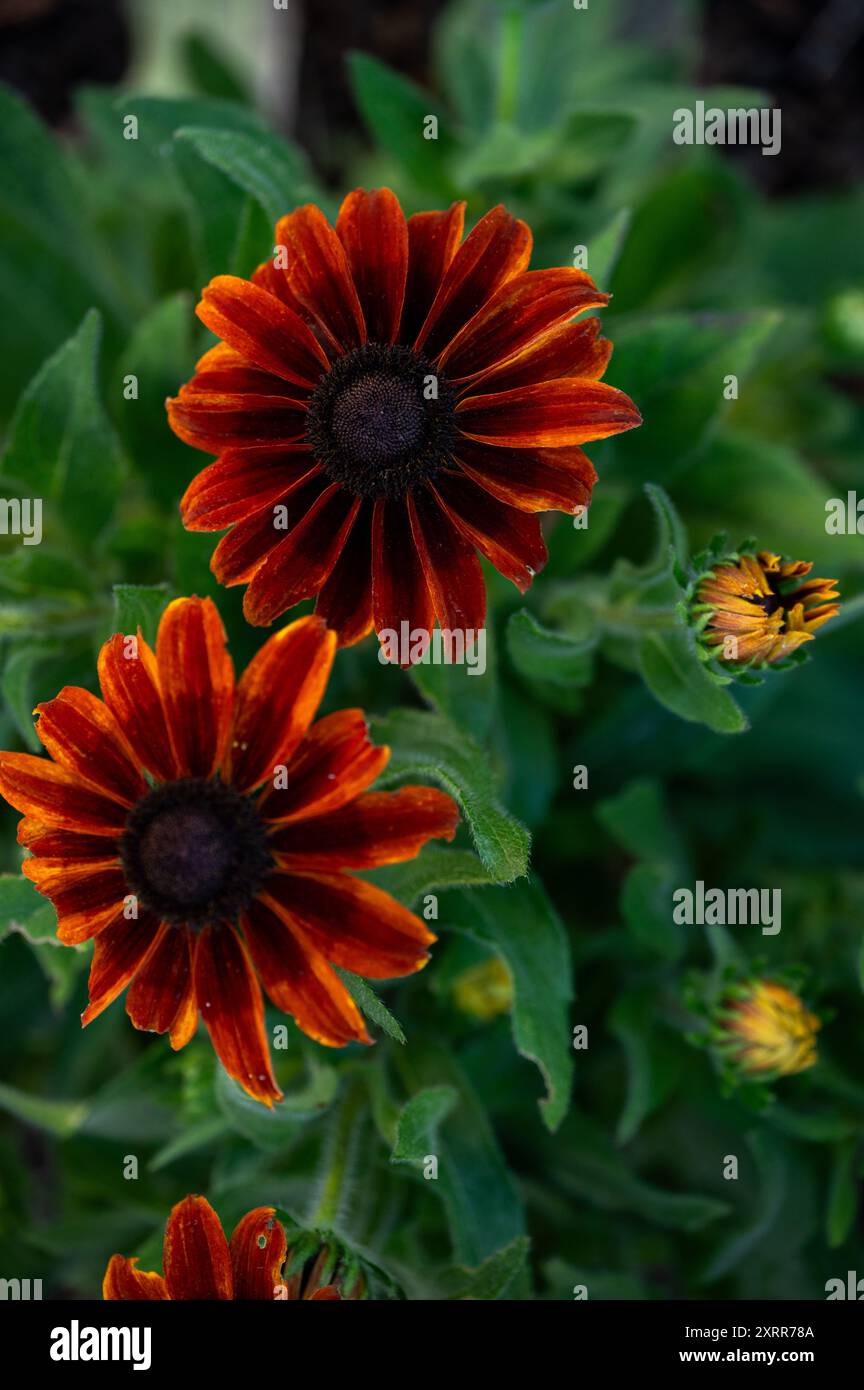 Susan's Orange Black-Eyed con lussureggiante vegetazione Foto Stock