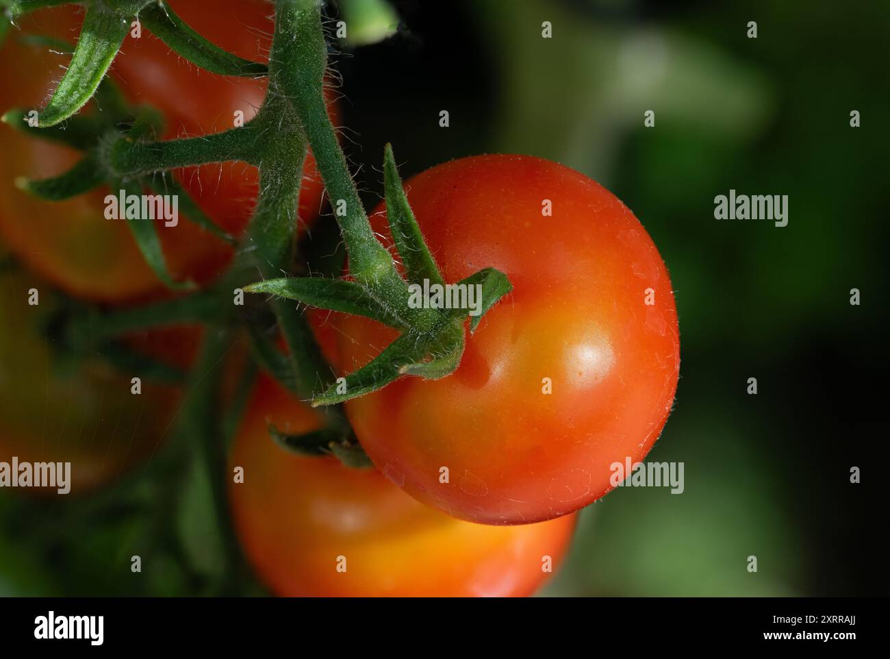 Pomodoro ciliegia sulla vite in serra Foto Stock