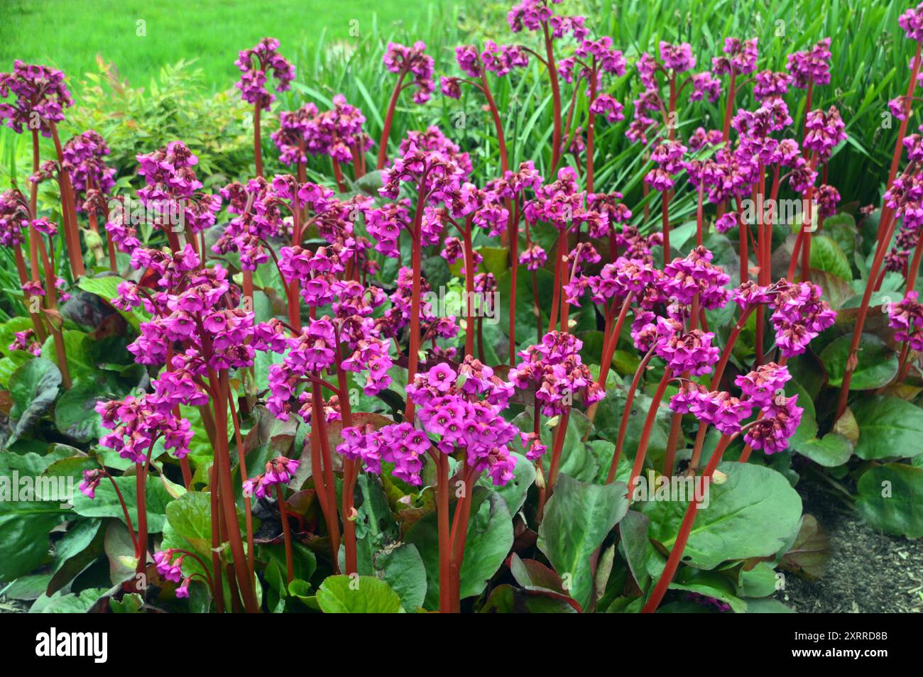 Bunches of Red Bergenia 'Overture' (Elephant's Ears) Flowers Grown in the Borders presso RHS Garden Harlow Carr, Harrogate, Yorkshire, Inghilterra, Regno Unito Foto Stock
