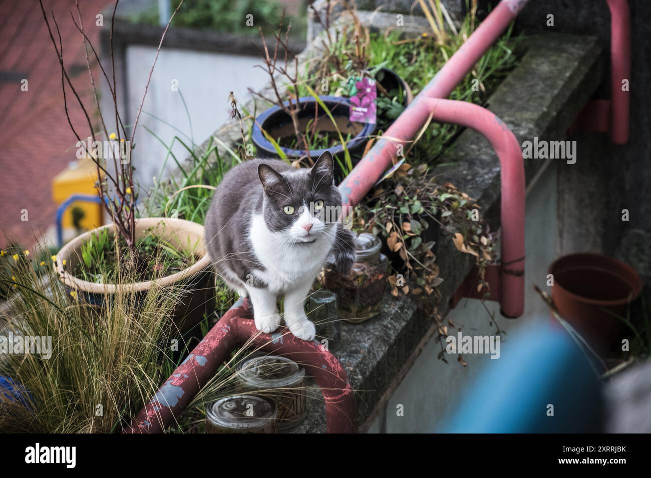 Un gatto bianco e nero che si arrampica intorno ai balconi dell'Alexandra Road Estate a Londra Foto Stock