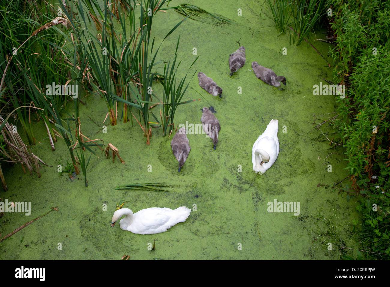 Coppia di cigni Cygnus olor e la loro famiglia di segnali visti dall'alto in acqua contaminata da alghe verdi Foto Stock