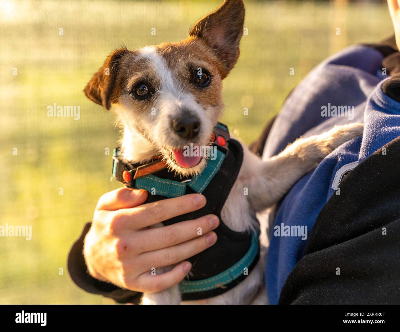 Un Jack Russell Terrier guarda la telecamera mentre è tenuto in mano da una persona. Foto Stock