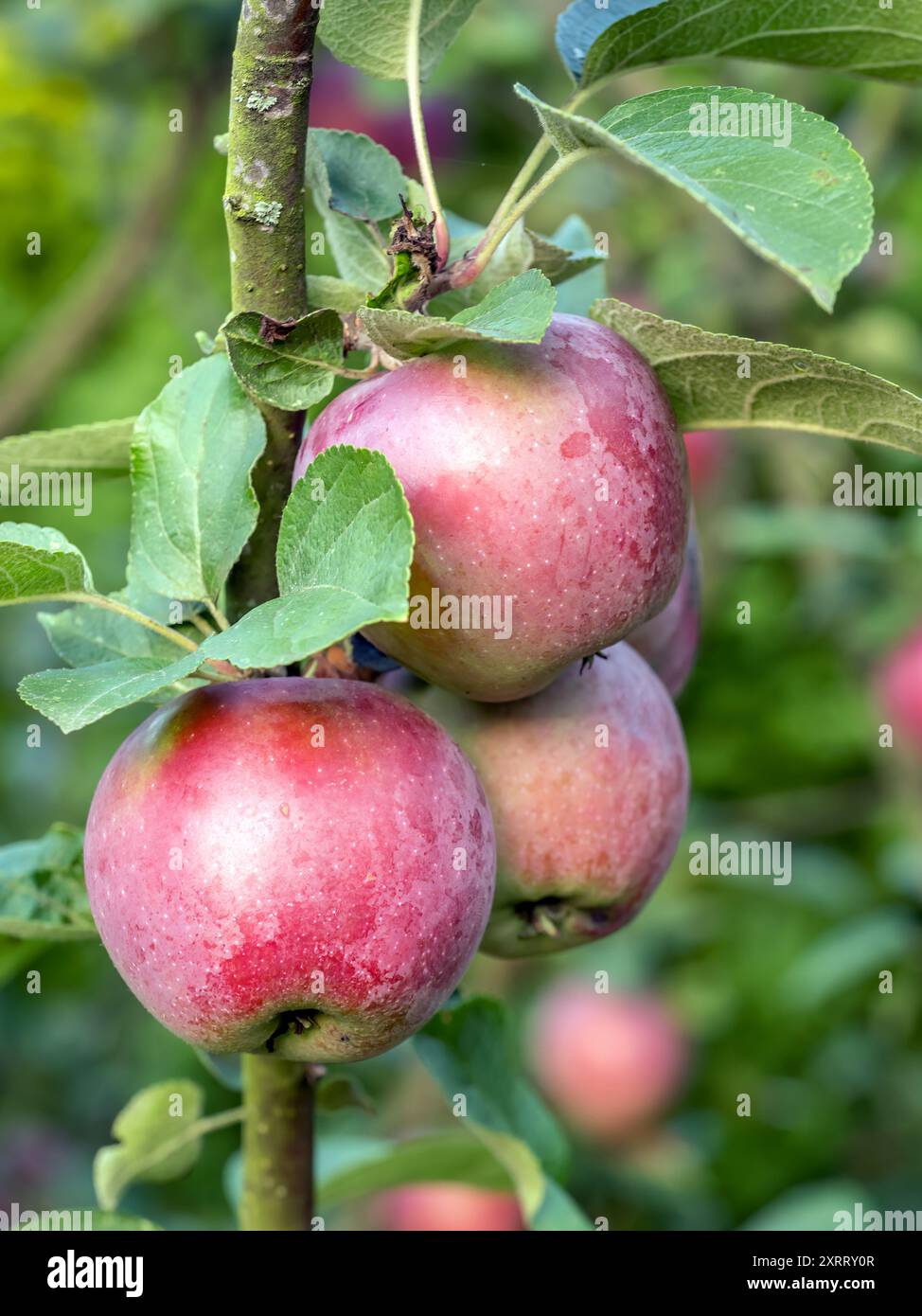 Primo piano di mele rosse mature che maturano sull'albero Foto Stock