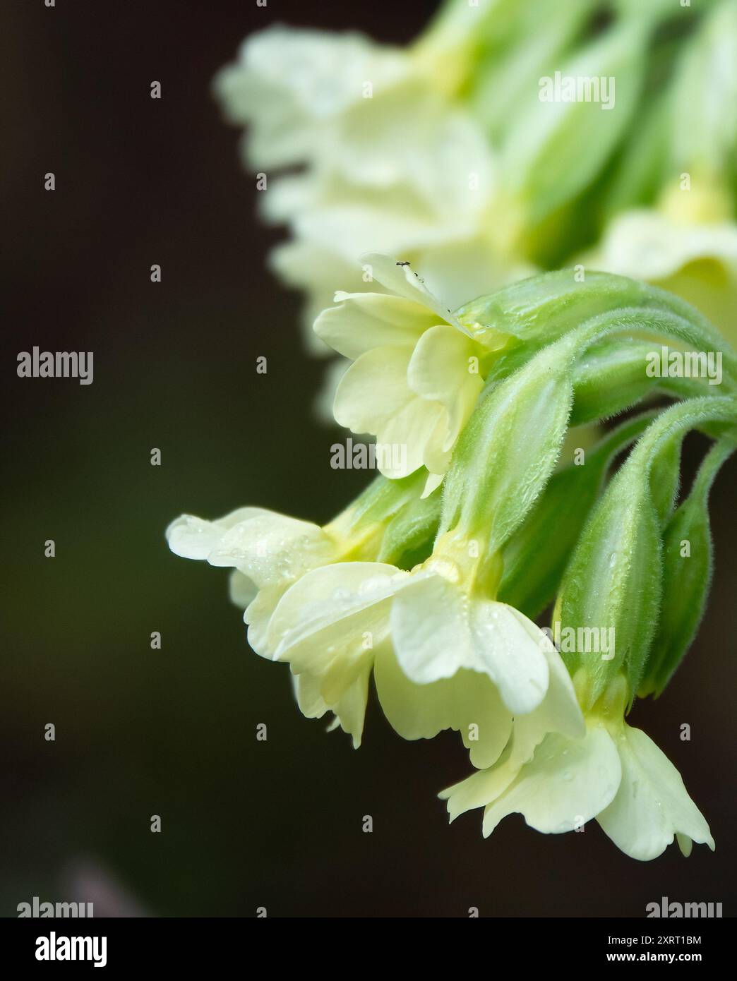 Cowslip Foto Stock