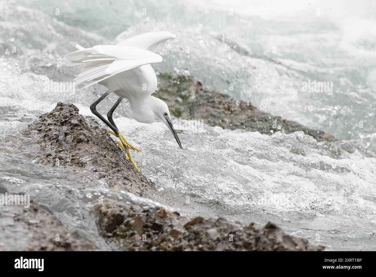 L'attacco, piccola egretta tra le rapide (Egretta garzetta) Foto Stock