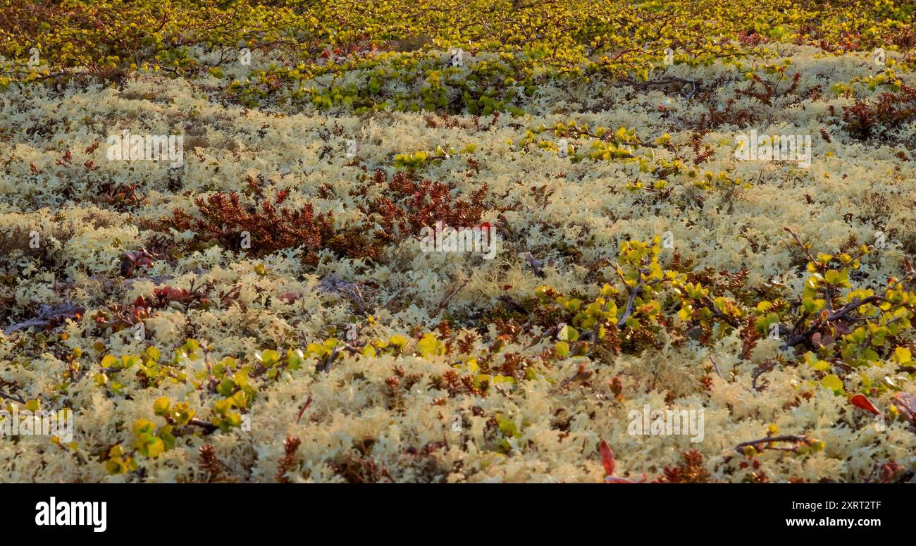 Arctic Tundra lichen Moss primo piano. Si trova principalmente nelle zone della Tundra artica, la tundra alpina, ed è estremamente resistente al freddo. Cladonia rangiferina, anche k Foto Stock