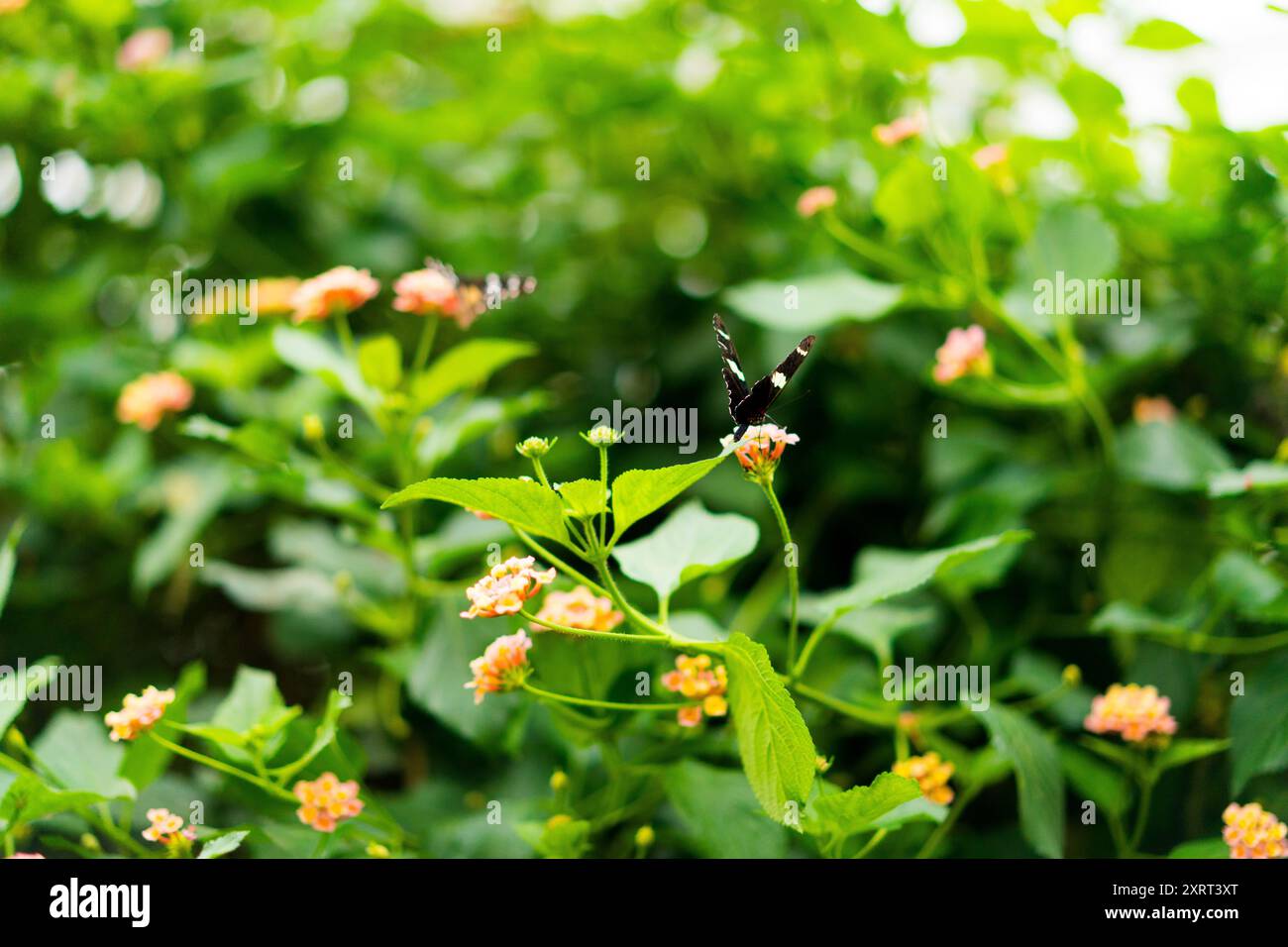 Farfalle in un giardino Foto Stock