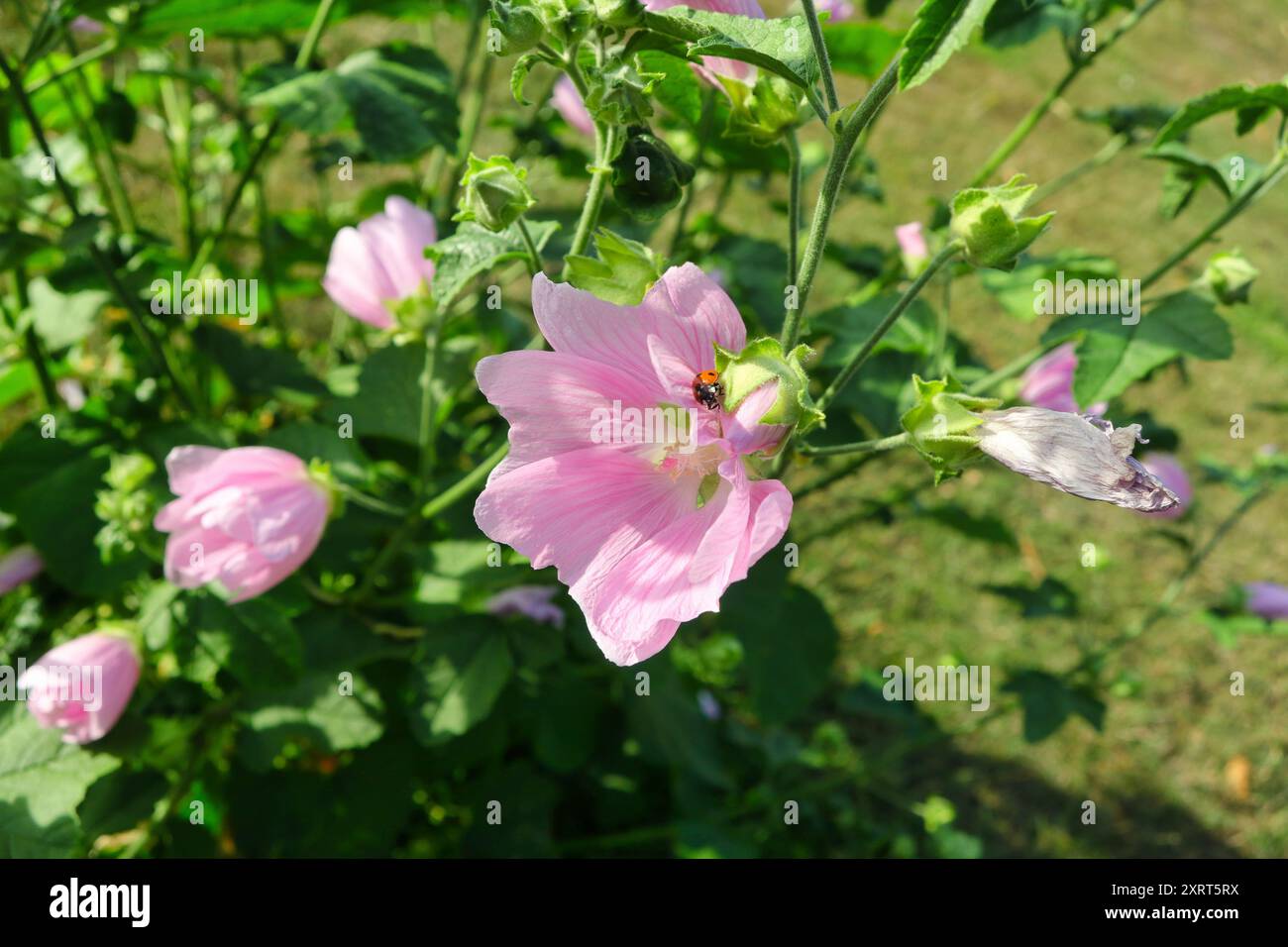 Malva thuringiaca fiorita, pianta di malva-albero da giardino con un coccinella a sette macchie, Coccinella septempunctata sul bocciolo di fiori rosa. Foto Stock Malva thuringiaca fiorita, pianta di malva-albero da giardino con un coccinella a sette macchie, Coccinella septempunctata sul bocciolo di fiori rosa. Foto Stock