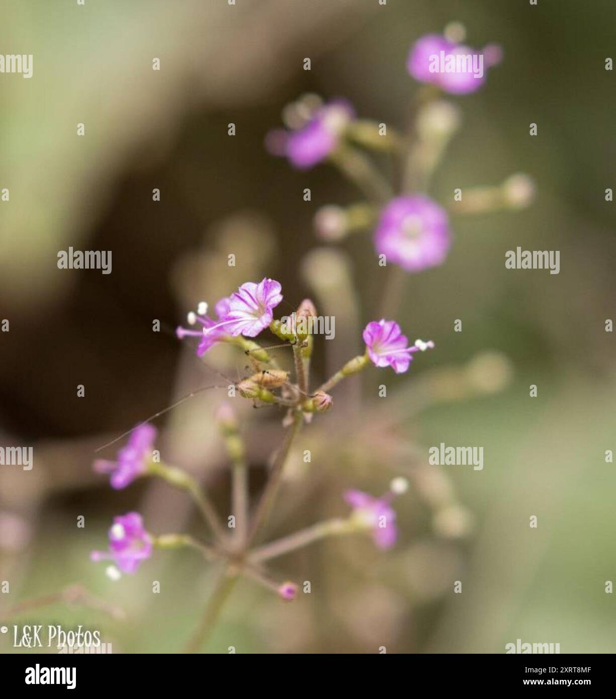 Famiglia delle quattro (Nyctaginaceae) Plantae Foto Stock