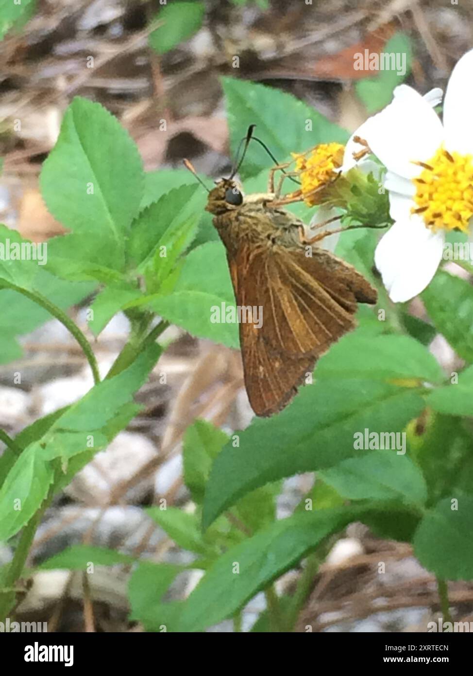 Dion Skipper (Euphyes dion) Insecta Foto Stock