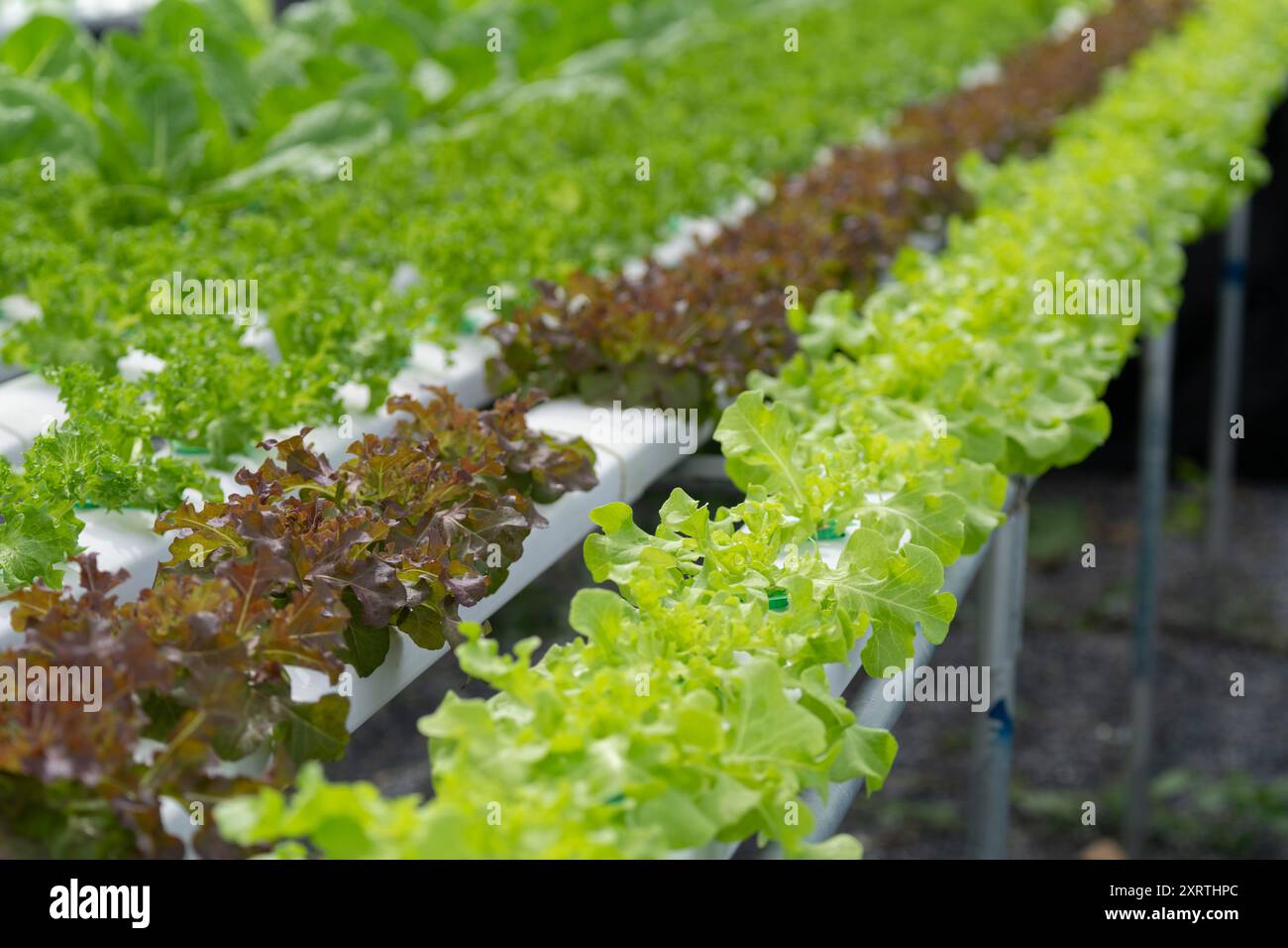 l'allevamento di insalate idroponiche coltiva verdure a foglia utilizzando un sistema privo di sapone. L'acqua ricca di nutrienti alimenta le piante, garantendo una crescita più rapida e rese più elevate. Il Foto Stock