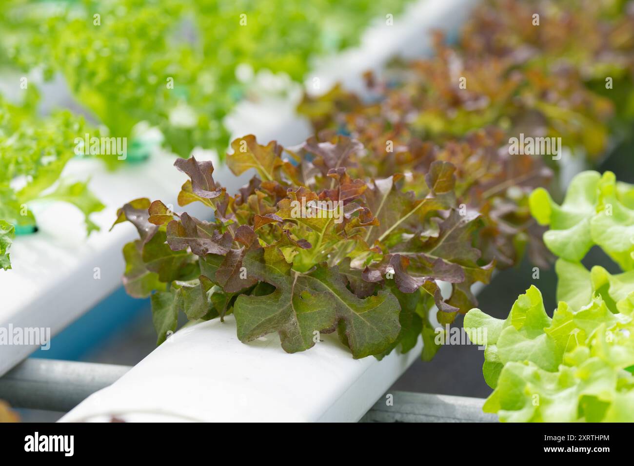 l'allevamento di insalate idroponiche coltiva verdure a foglia utilizzando un sistema privo di sapone. L'acqua ricca di nutrienti alimenta le piante, garantendo una crescita più rapida e rese più elevate. Il Foto Stock