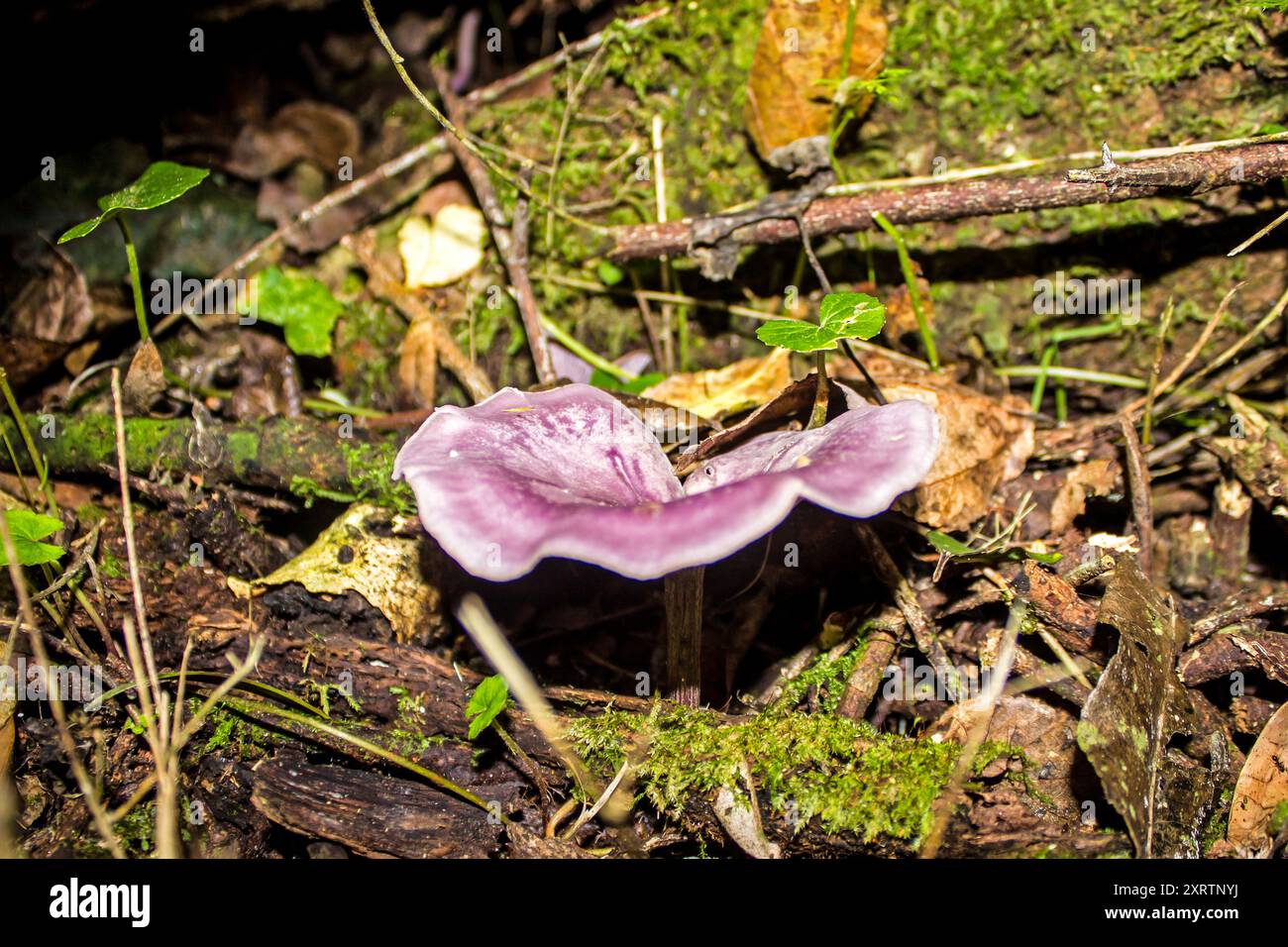 Uno strano fungo di colore viola a forma di imbuto, che cresce nel sottobosco della foresta di Tsitsikamma in Sudafrica. Foto Stock