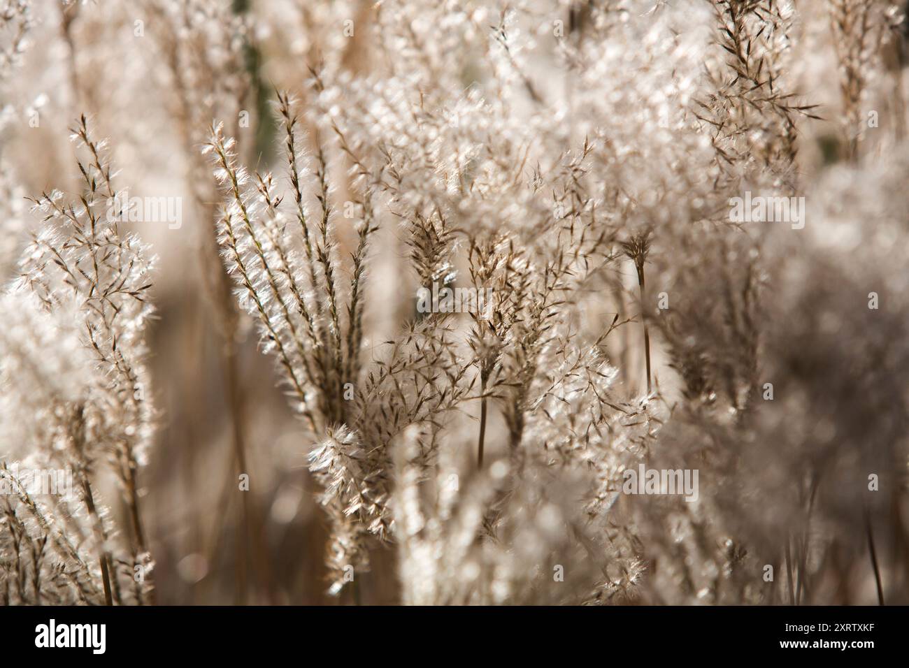 Erba soffia nel vento e retroilluminata dal sole. Foto Stock