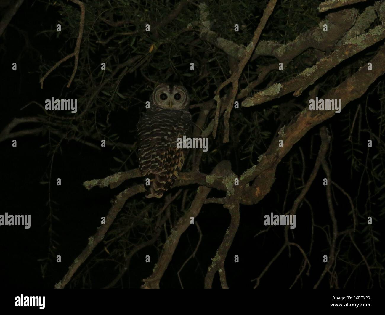 Chaco Owl (Strix chacoensis) Aves Foto Stock