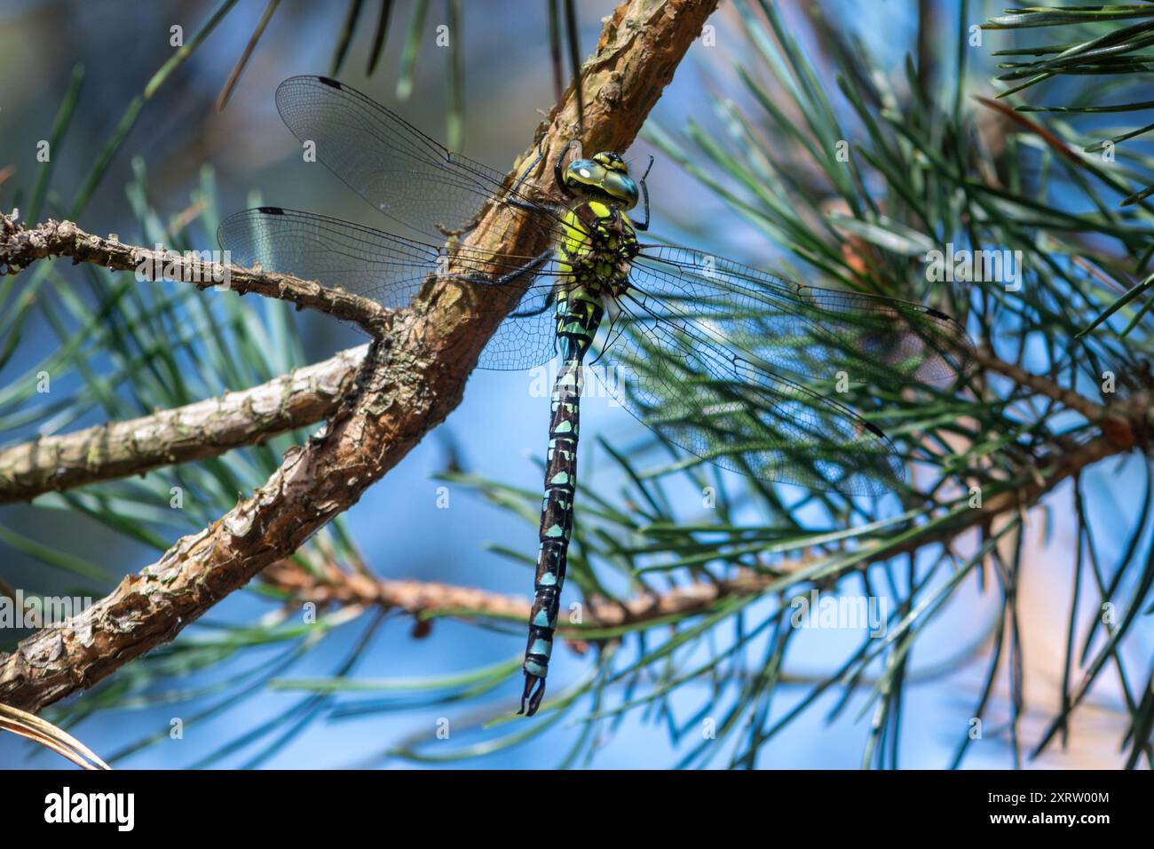 Dragonfly del sud (Aeshna cyanea) arroccata in un pino scozzese nel Surrey, Inghilterra, Regno Unito Foto Stock