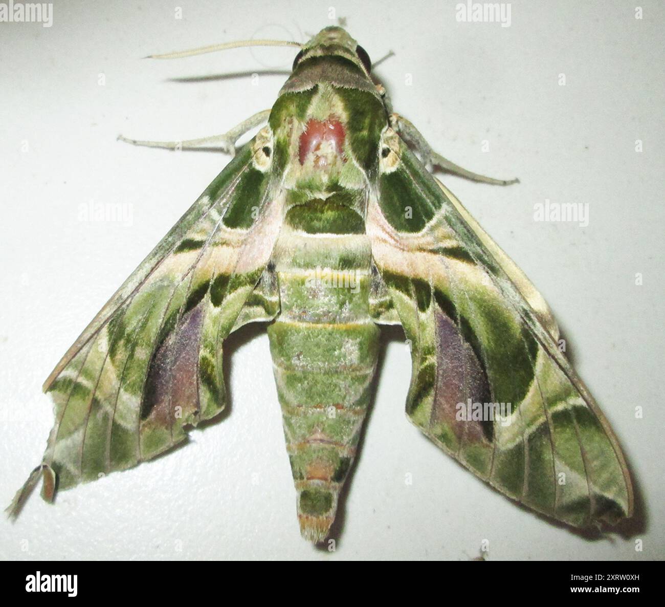 Oleander Hawkmoth (Daphnis nerii) Insecta Foto Stock