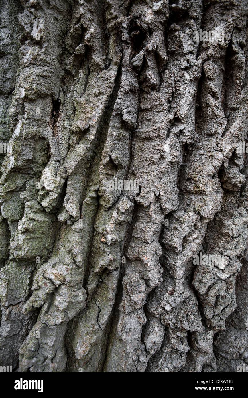 Corteccia profonda, intemprata e grossolanamente ruvida su un vecchio albero. Foto Stock