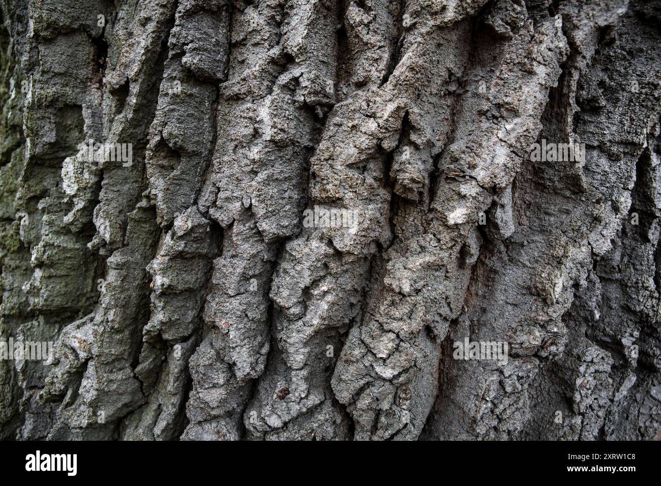 Corteccia profonda, intemprata e grossolanamente ruvida su un vecchio albero. Foto Stock