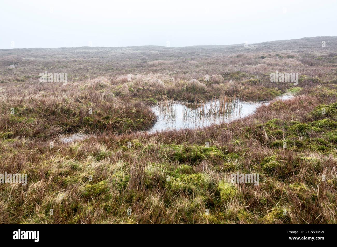 Una piccola pozza d'acqua si è formata in un terreno paludoso sulla cima di una desolata collina spazzata dal vento in Galles, Regno Unito. Foto Stock