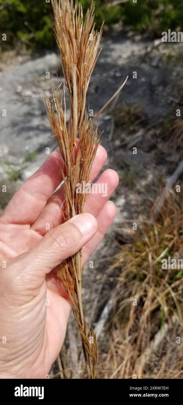 (Andropogon glomeratus) Plantae Foto Stock