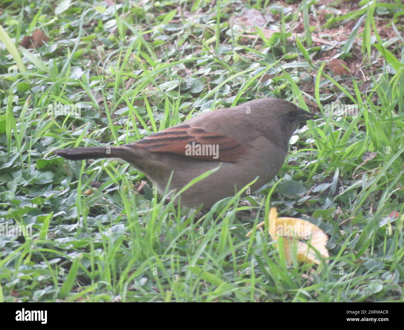 Aves (Agelaioides badius) Baywing grigio Foto Stock