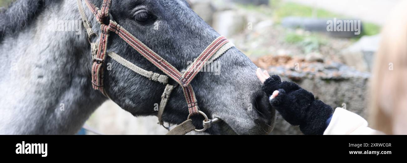 Primo piano della mano del bambino che tocca la testa grigia del cavallo. Amicizia umana e cavallo, ippoterapia e concetto di ricreazione Foto Stock