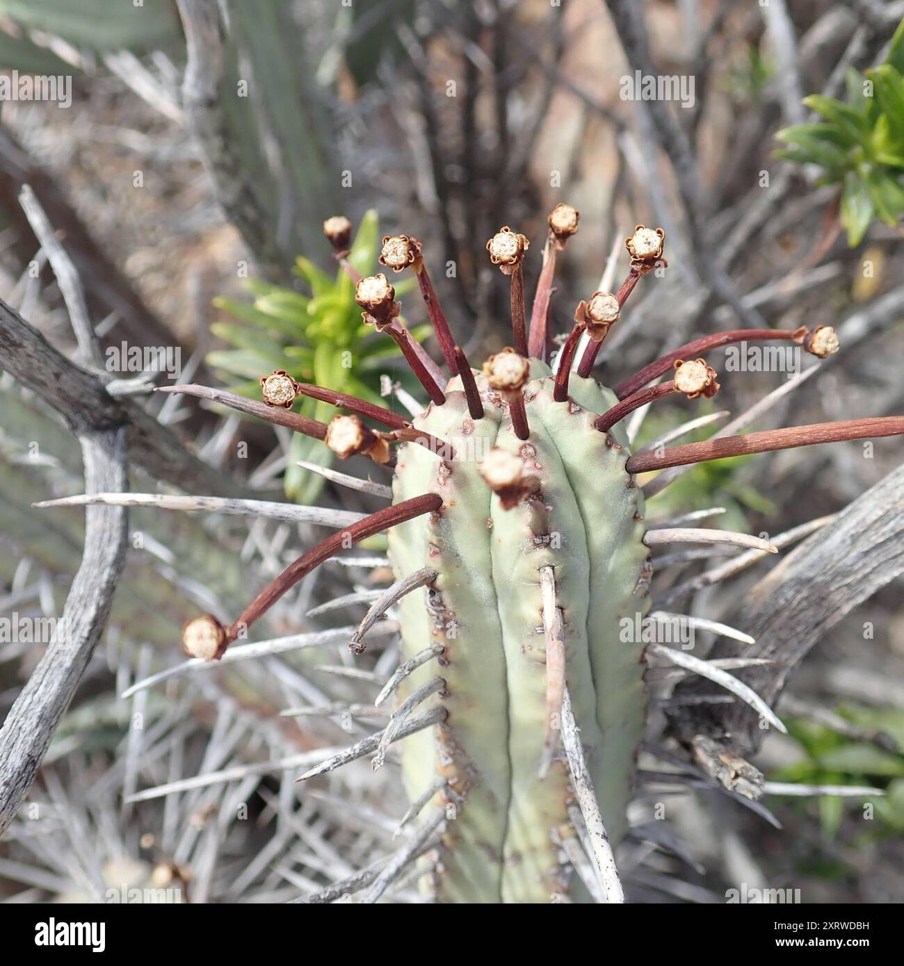 Rock Barrelwort (Euphorbia heptagona) Plantae Foto Stock