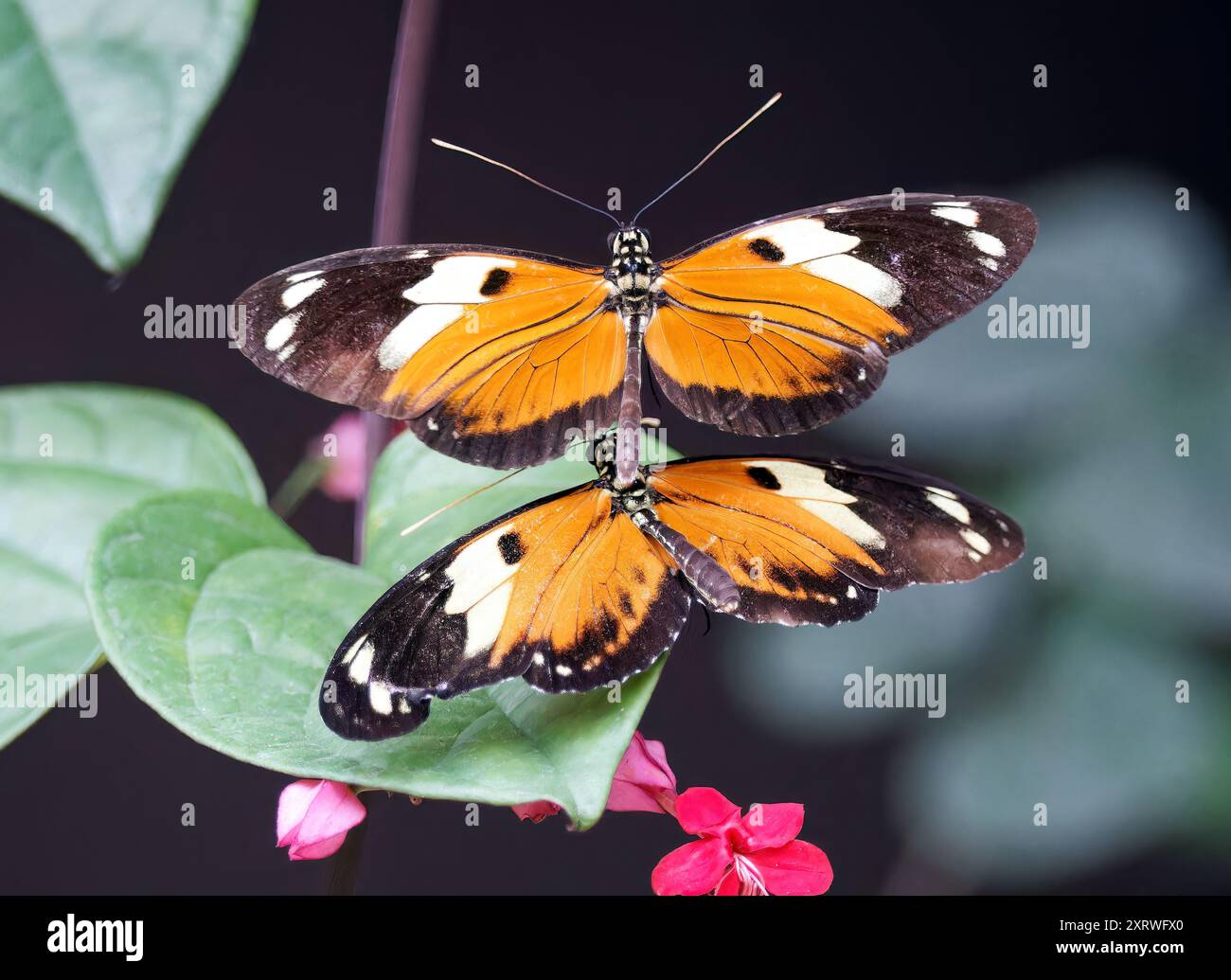 Tigre di Ismenius o tigre heliconian, Heliconius ismenius, Butterfly Garden, Mindo, Ecuador, sud America Foto Stock