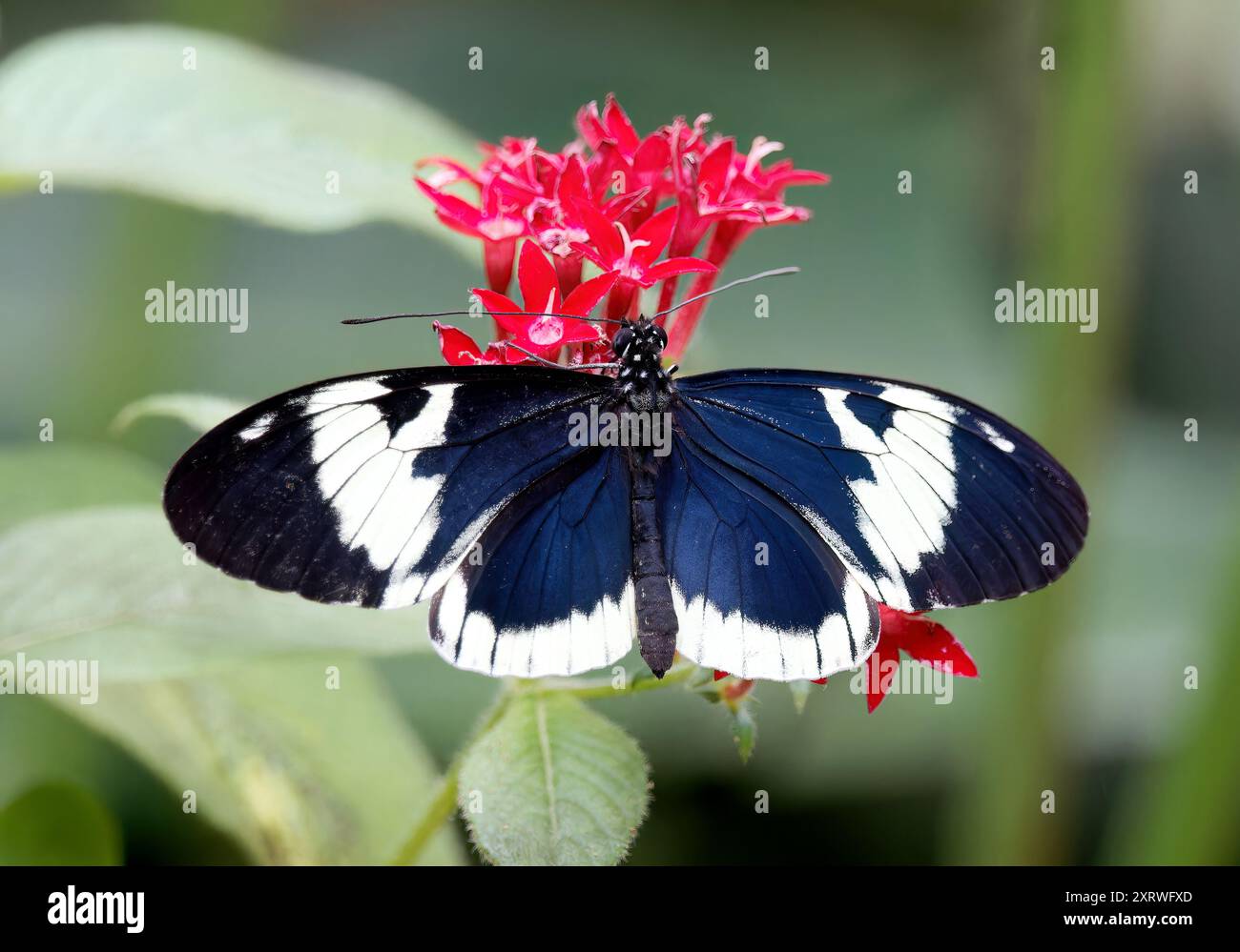 Farfalla postino, postino comune, Heliconius melpomene, giardino delle farfalle, Mindo, Ecuador, Sud America Foto Stock