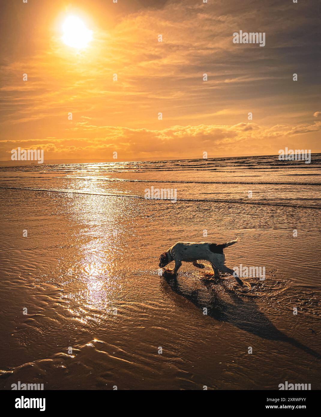 Cane sulla spiaggia al tramonto Brean Sands Regno Unito Foto Stock