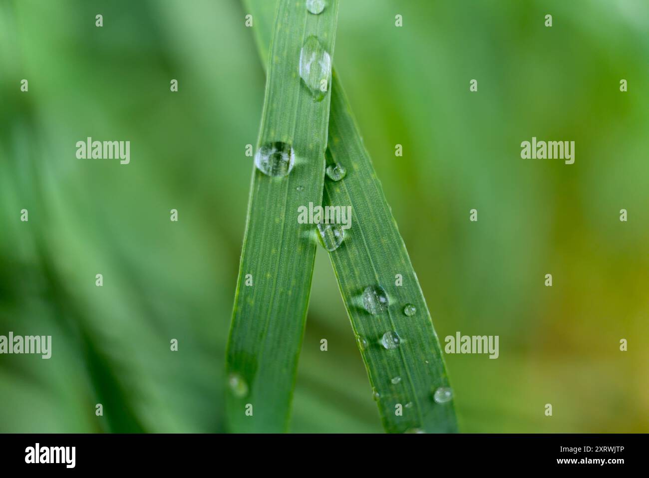 Primo piano di gocce di pioggia su due lame di erba verde intersecanti con sfondo verde sfocato, per catturare la freschezza dopo le precipitazioni. Foto Stock