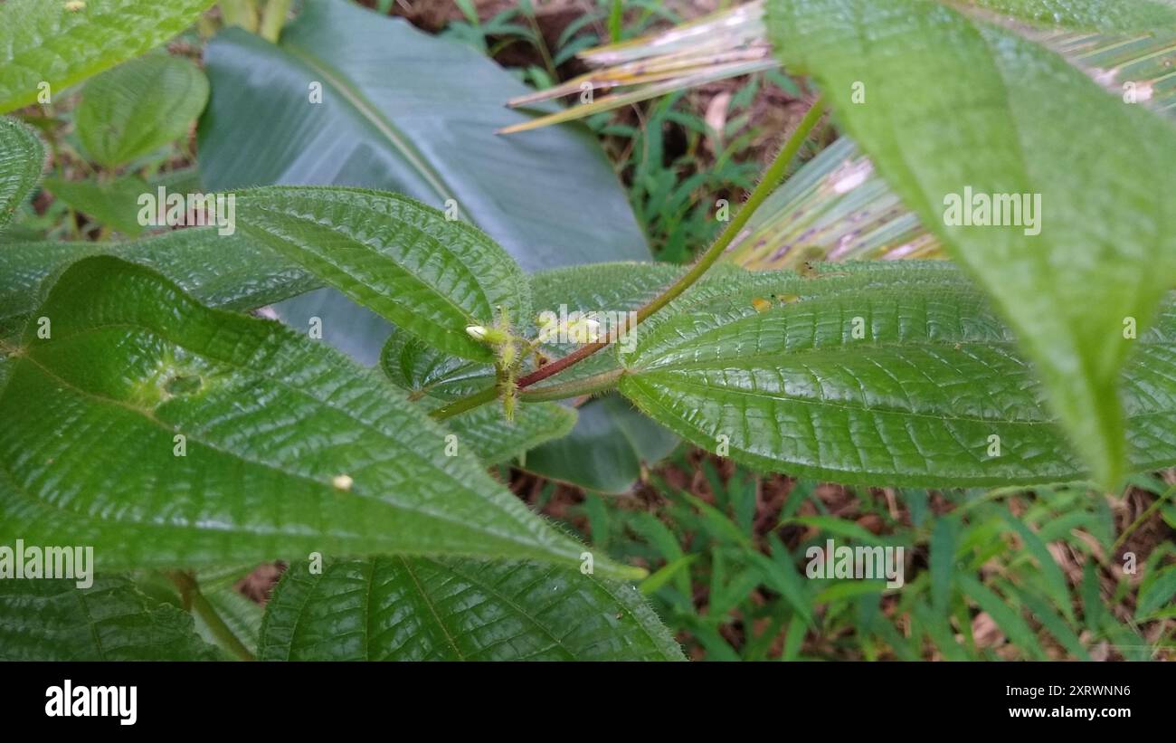 La maledizione di Koster (Miconia crenata) Plantae Foto Stock