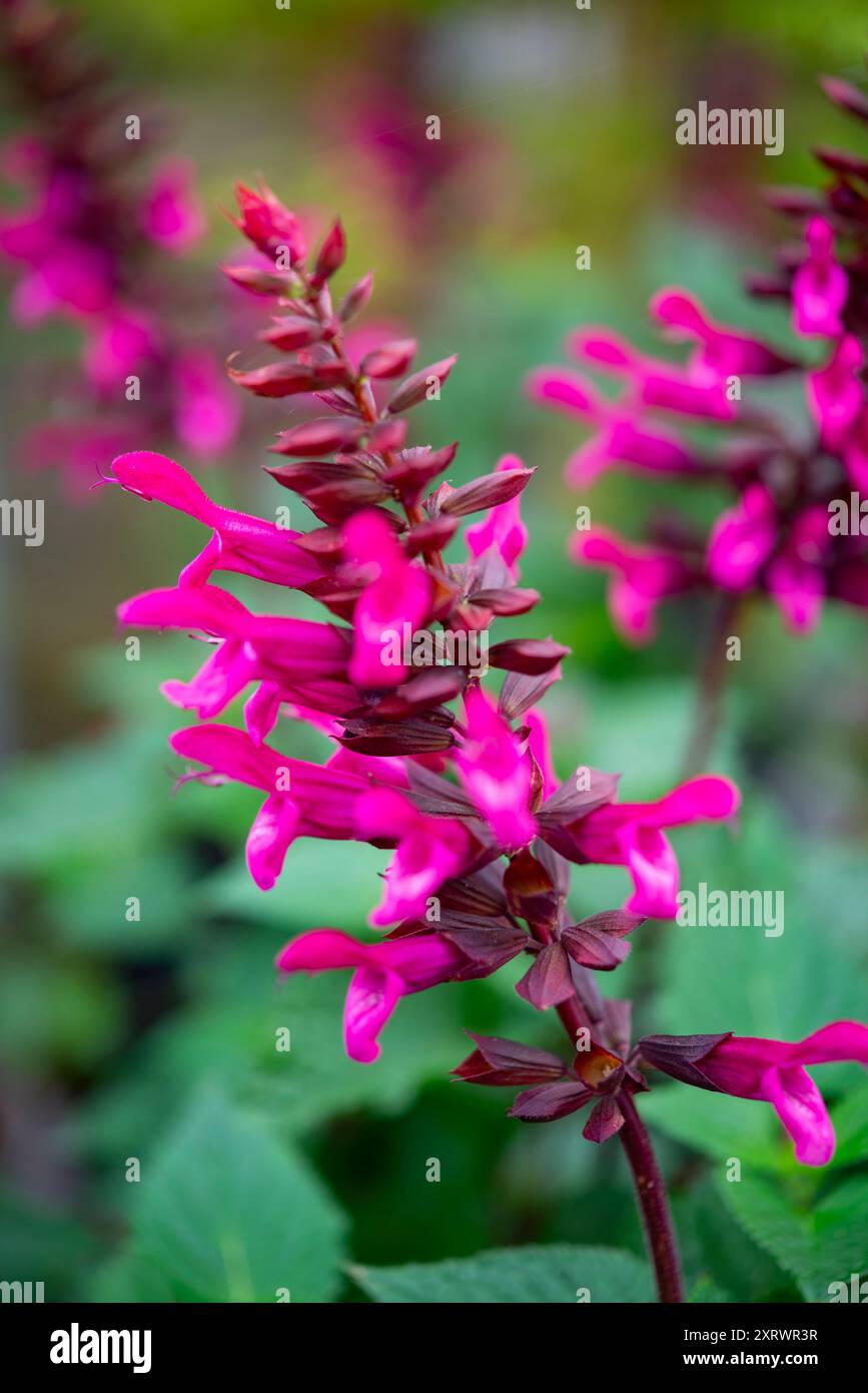 Salvia 'Rockin Fuchsia' una Salvia perenne con fiori rosa magenta brillante in estate. Foto Stock
