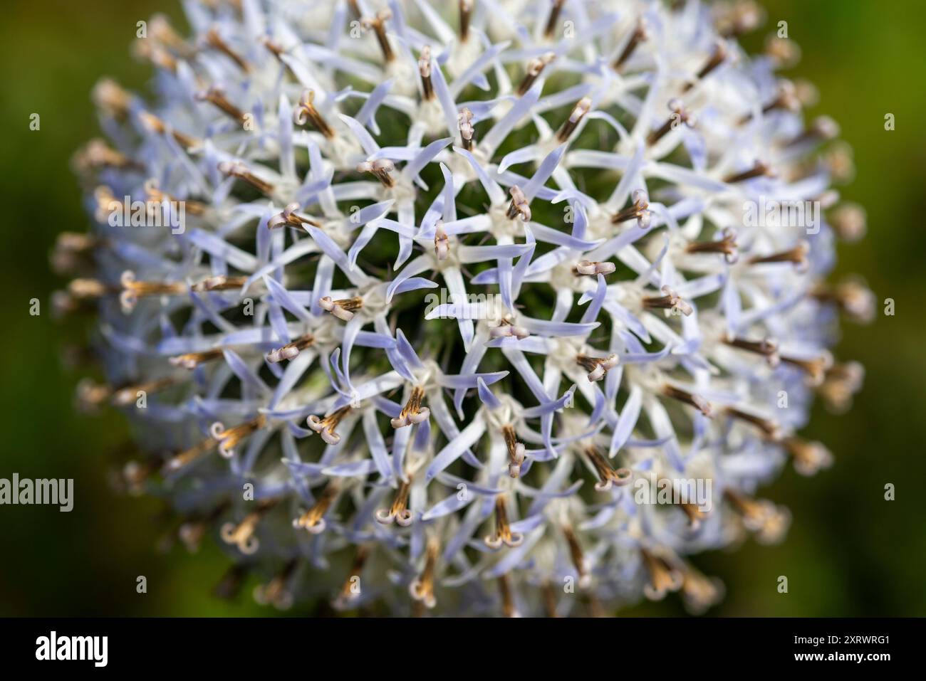 Primo piano di una testa di fiore sferica di un Globe Thistle a fine estate. Foto Stock