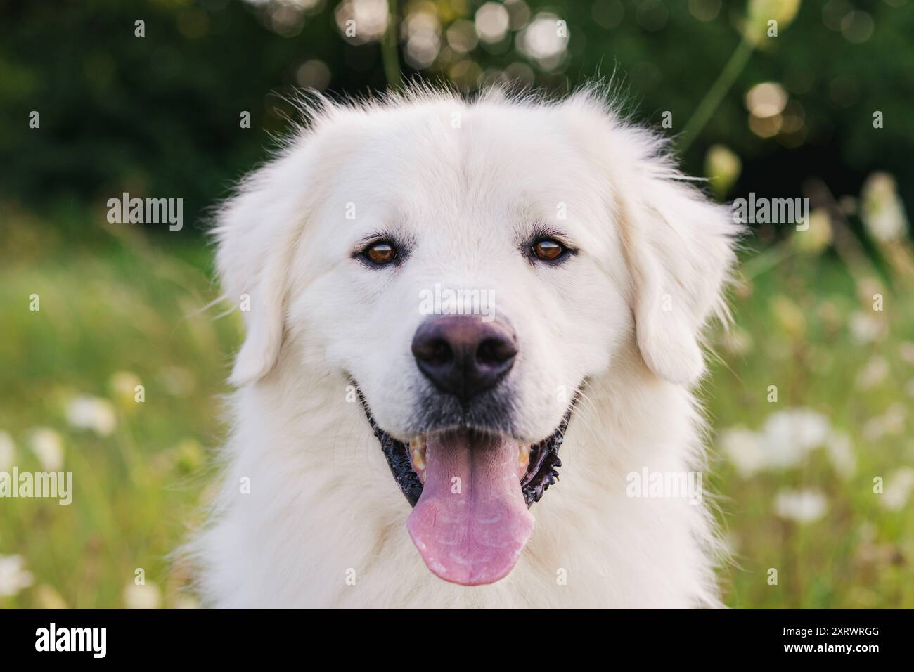 Ritratto con vista frontale di un cane bianco grande e carino. Cane dei grandi Pirenei con lancio all'aperto. Foto Stock